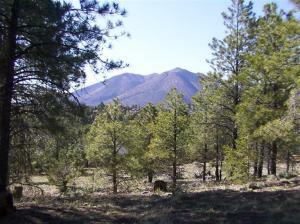 2351 N Walnut Ridge Lane  Flagstaff AZ 86004 photo