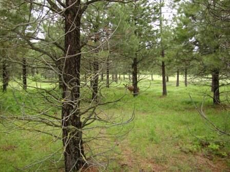 Property Photo: 221 Leaden Queen Lane WA 98922