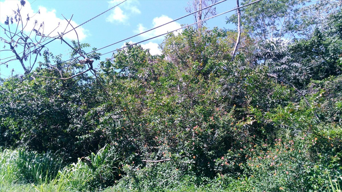 Property Photo:  17th Ave  HI 96749 