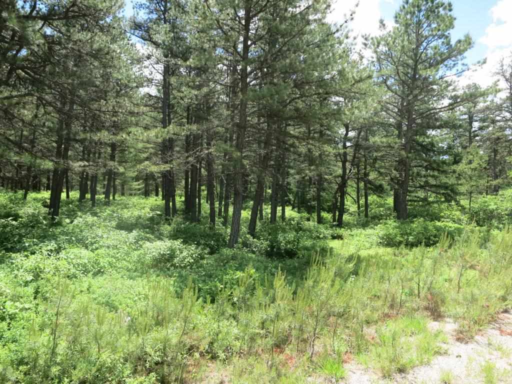 Property Photo: Lot 40 Moores Pond Road NH 03849