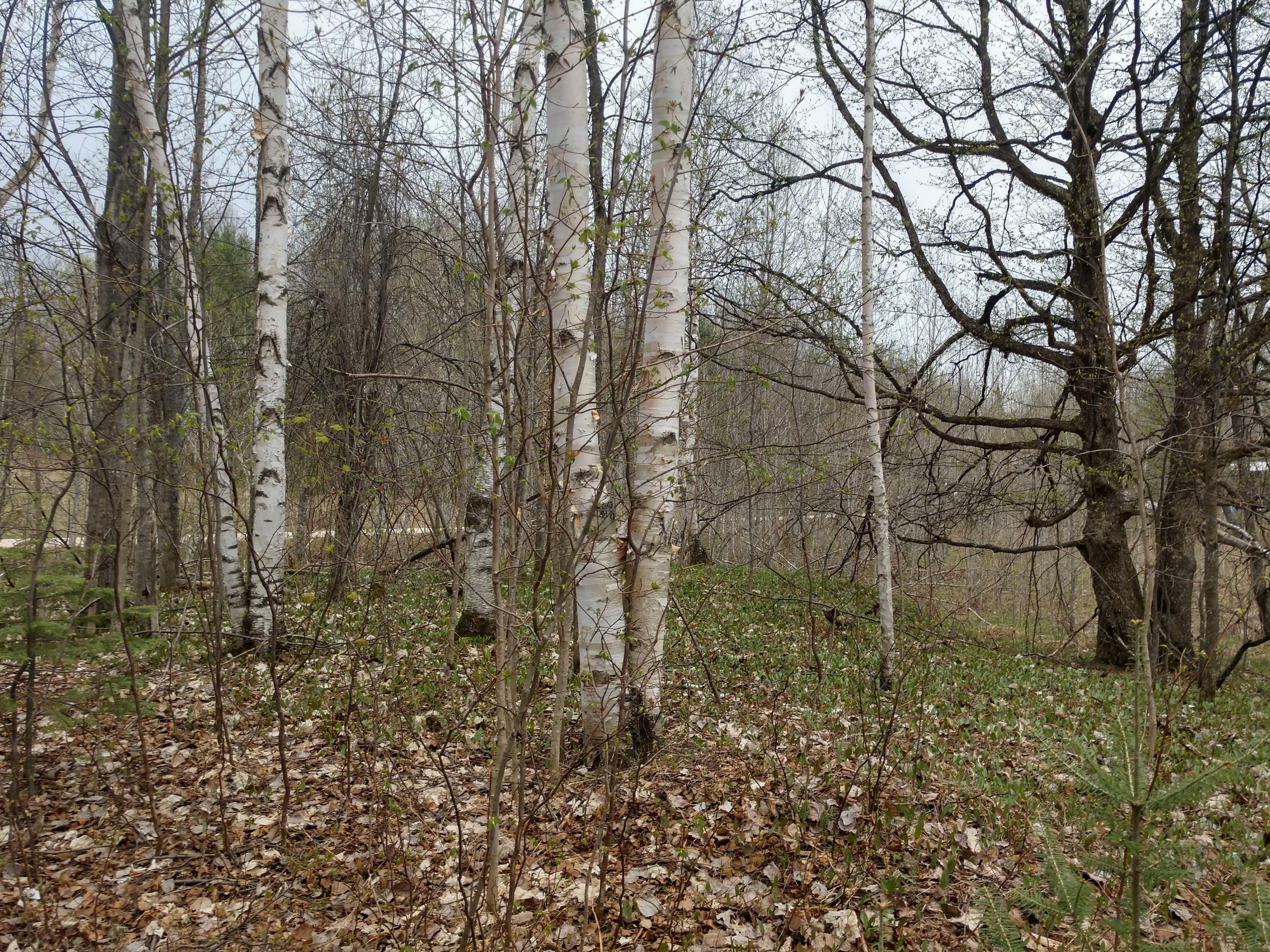 Property Photo: Ashbrook Ave Lots 197&198 MI 49799
