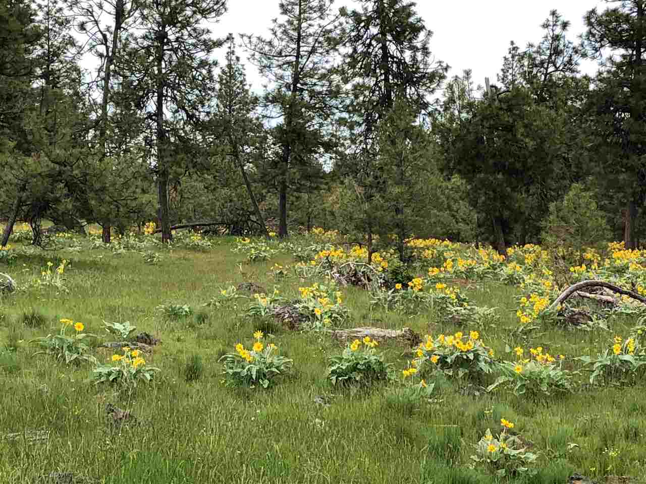 Property Photo: 000 S Harrison Rd WA 99004