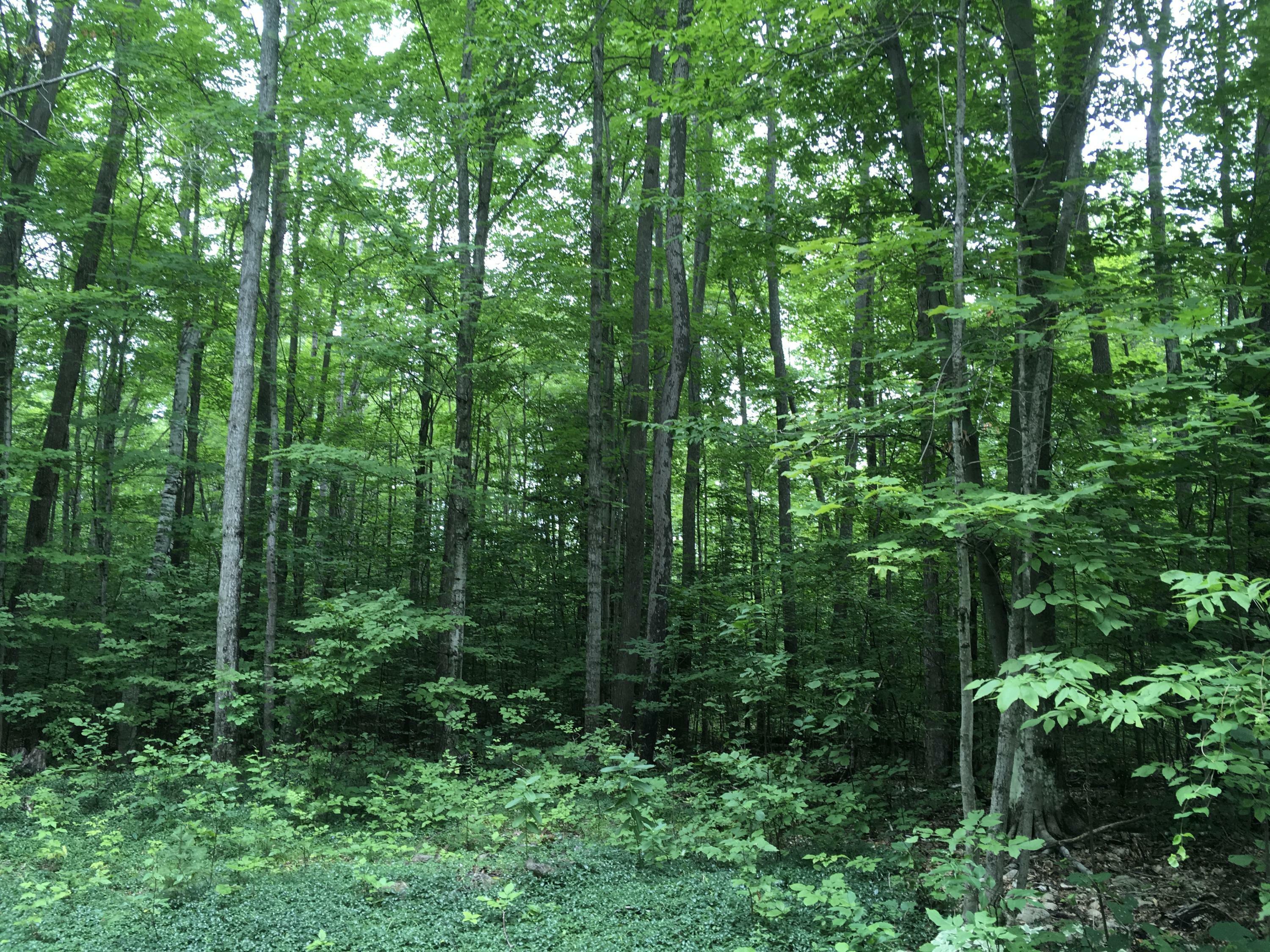 Property Photo:  Swamp Trail  MI 49749 