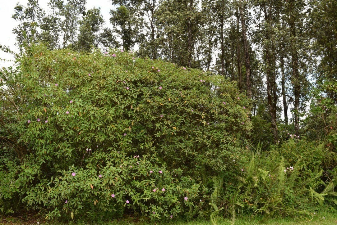 Property Photo:  Jewel Dr  HI 96778 