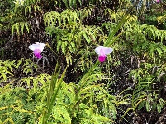 Property Photo:  11-3375 Mokuna St  HI 96785 