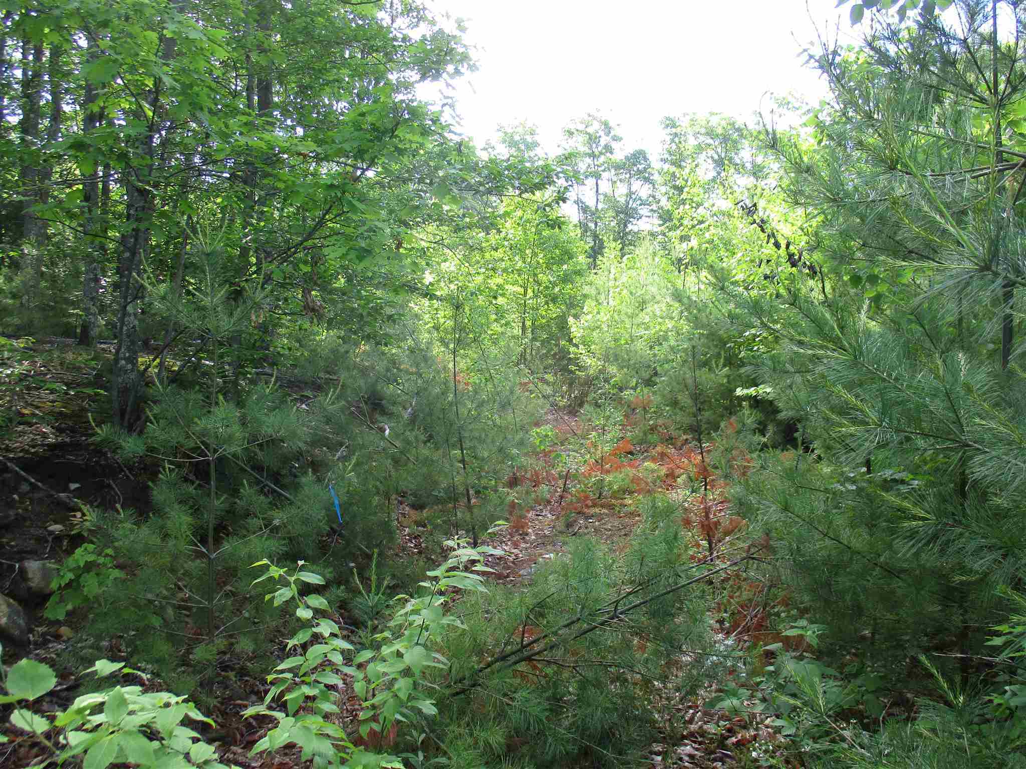 Property Photo:  Lot 206-25-1 Schoolhouse Road  NH 03082 