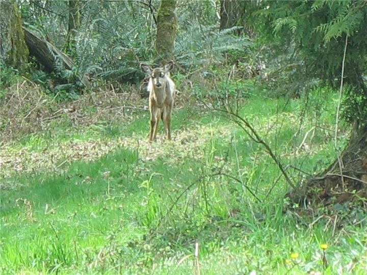 Property Photo: 0 Nhn State Route 525 N WA 98253