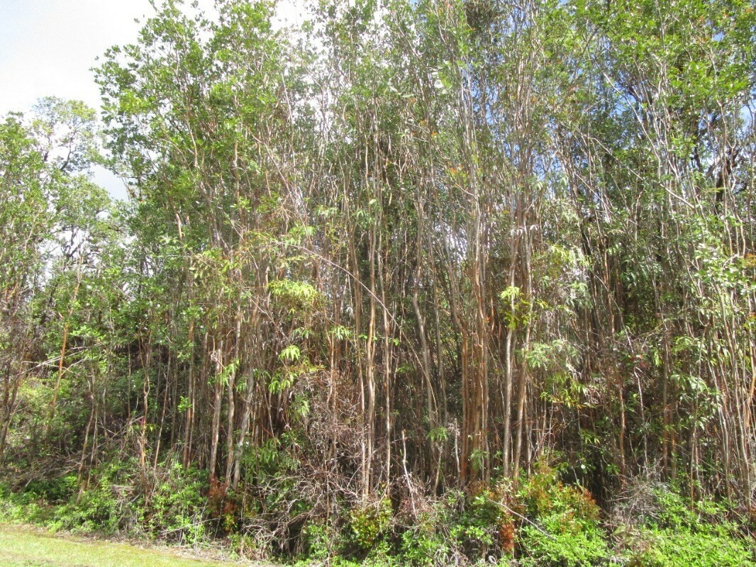 Property Photo:  Pikake St  HI 96771 