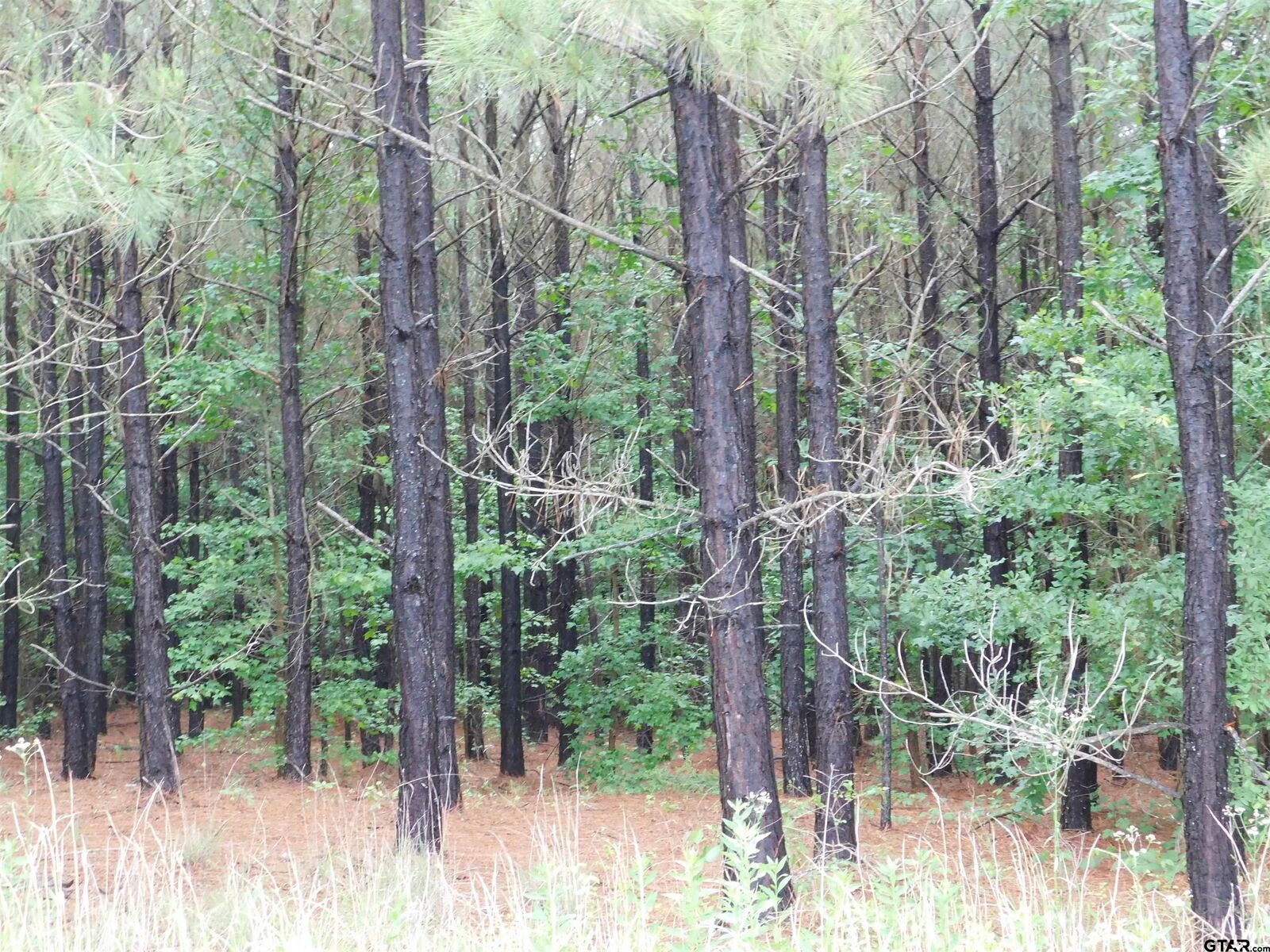 Property Photo: Tbd Groundhog TX 75644