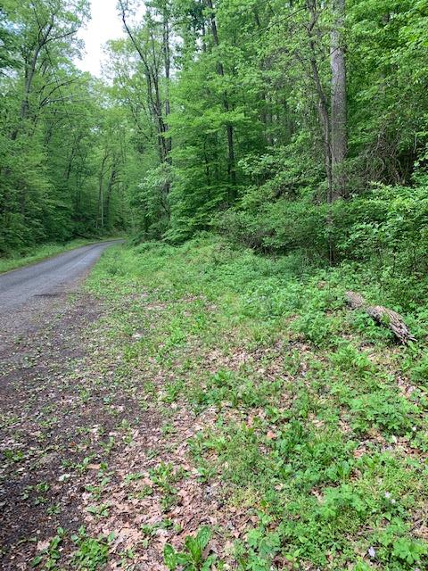 0 Stone Mtn Road  Bulls Gap TN 37711 photo