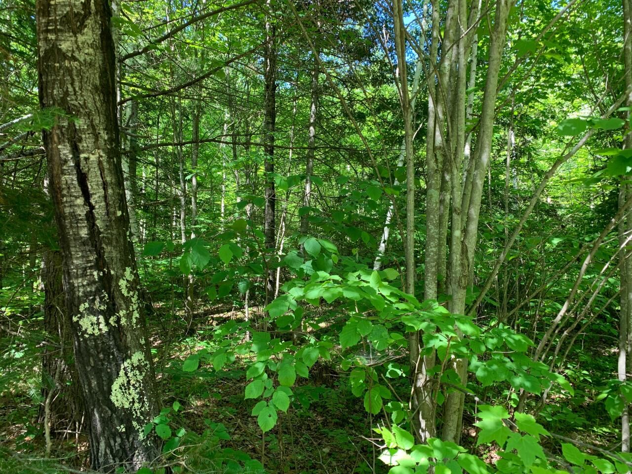 Property Photo:  Off Flowage Rd  WI 54552 