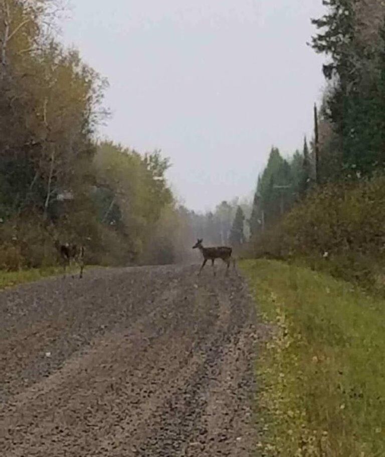 Property Photo:  30 Acres Peterson Rd  WI 54409 