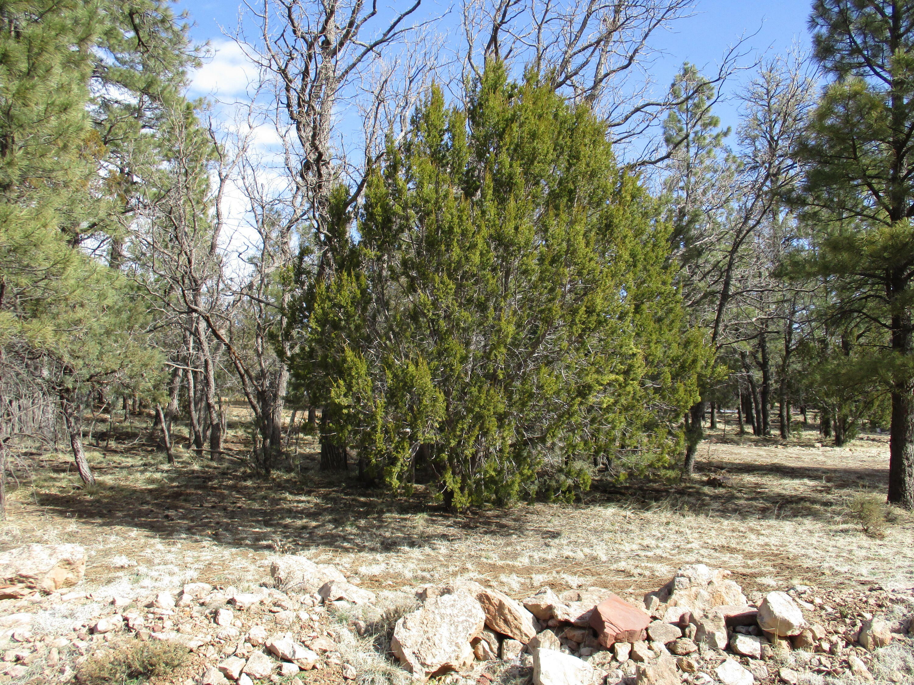 Property Photo:  1628 Turkey Mountain Road  AZ 86024 