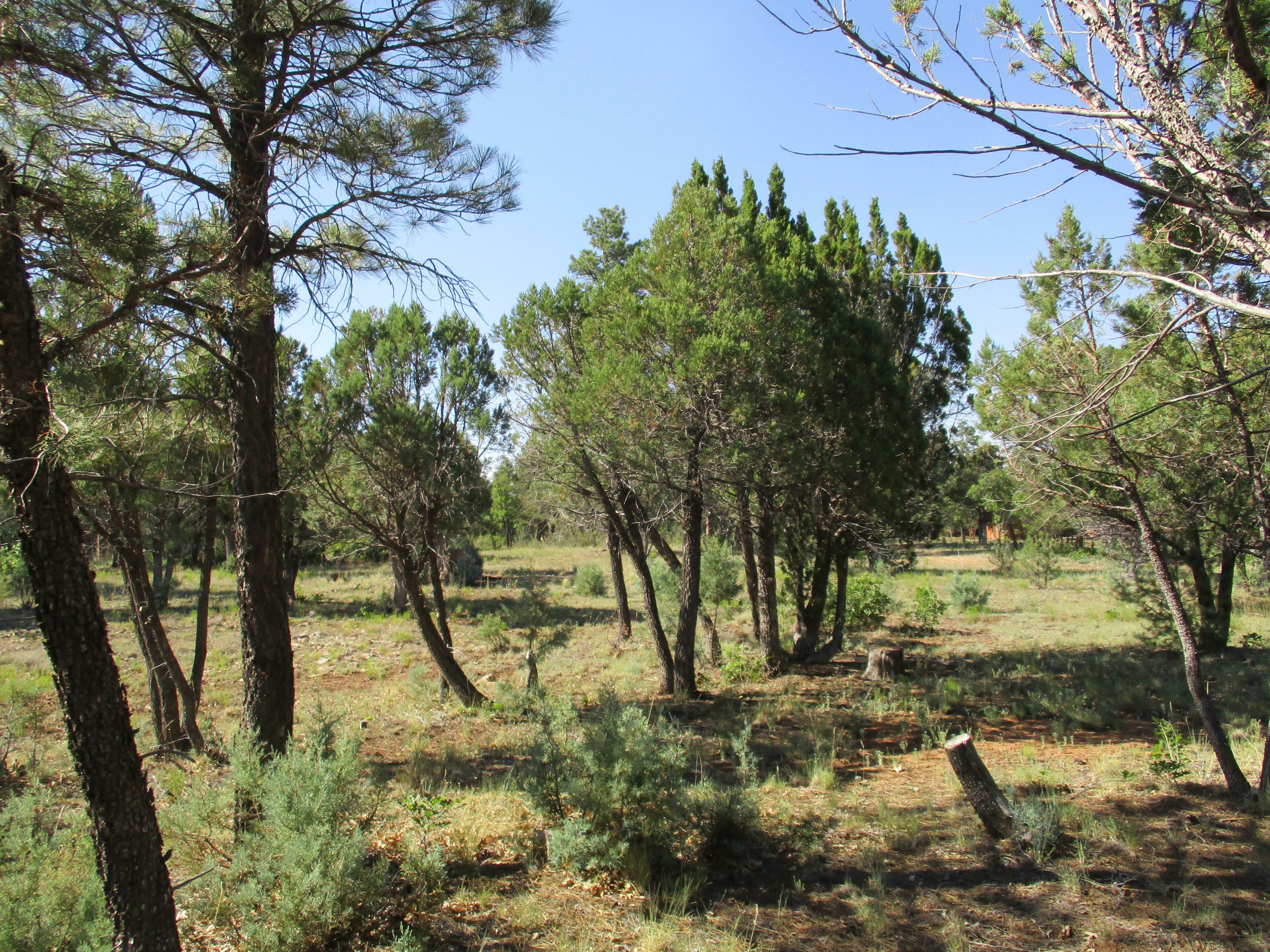 Property Photo:  2295 Deer Path  AZ 86024 