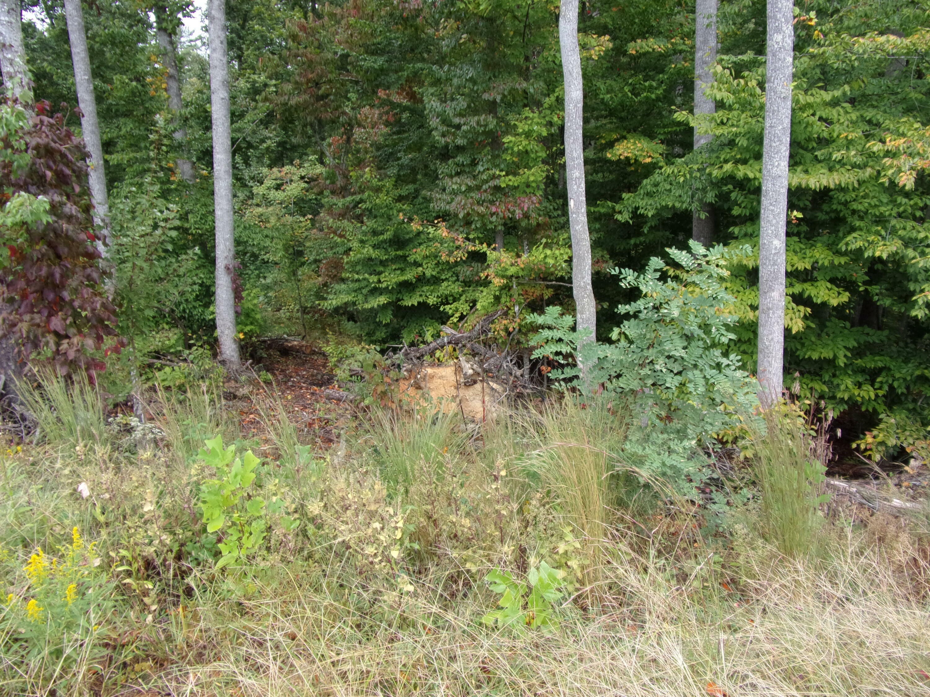 Property Photo:  Lot 24 Bridgewater Blvd  TN 37814 