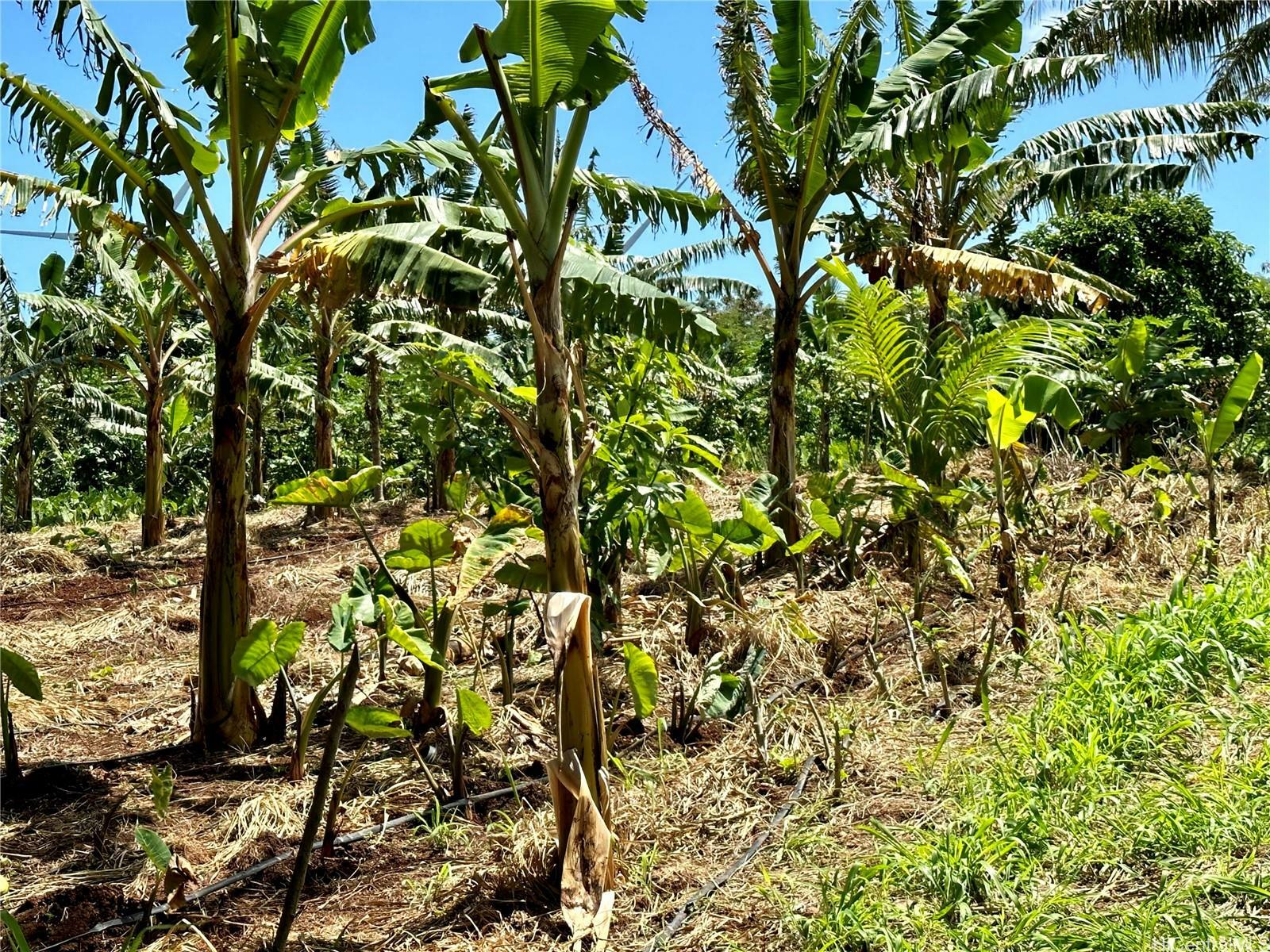 Lot 1 Plantation Road  Kahuku HI 96731 photo