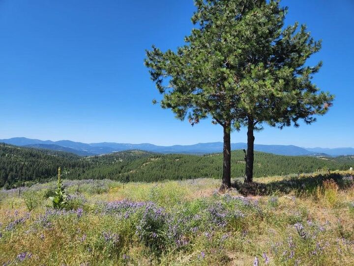 839 H Hwy 20 E Hwy  Colville WA 99114 photo