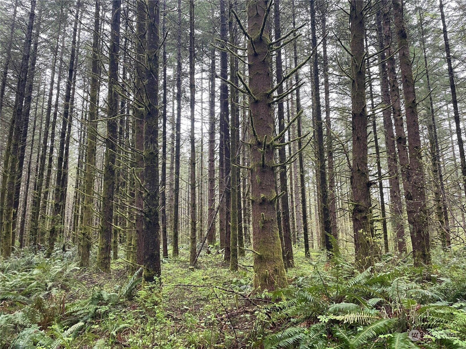 Property Photo:  0  Little Kalama River Road  WA 98674 