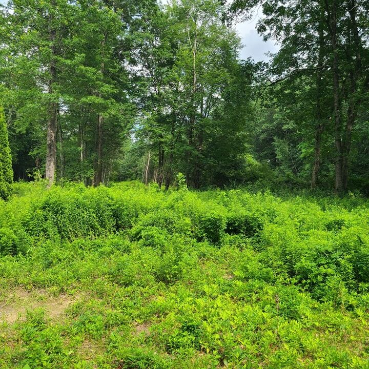 Property Photo: Lot 1 Morgan St MA 01033