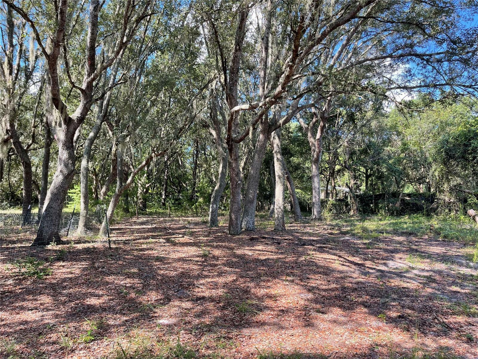 Property Photo:  32615 Red Oak Drive  FL 32736 