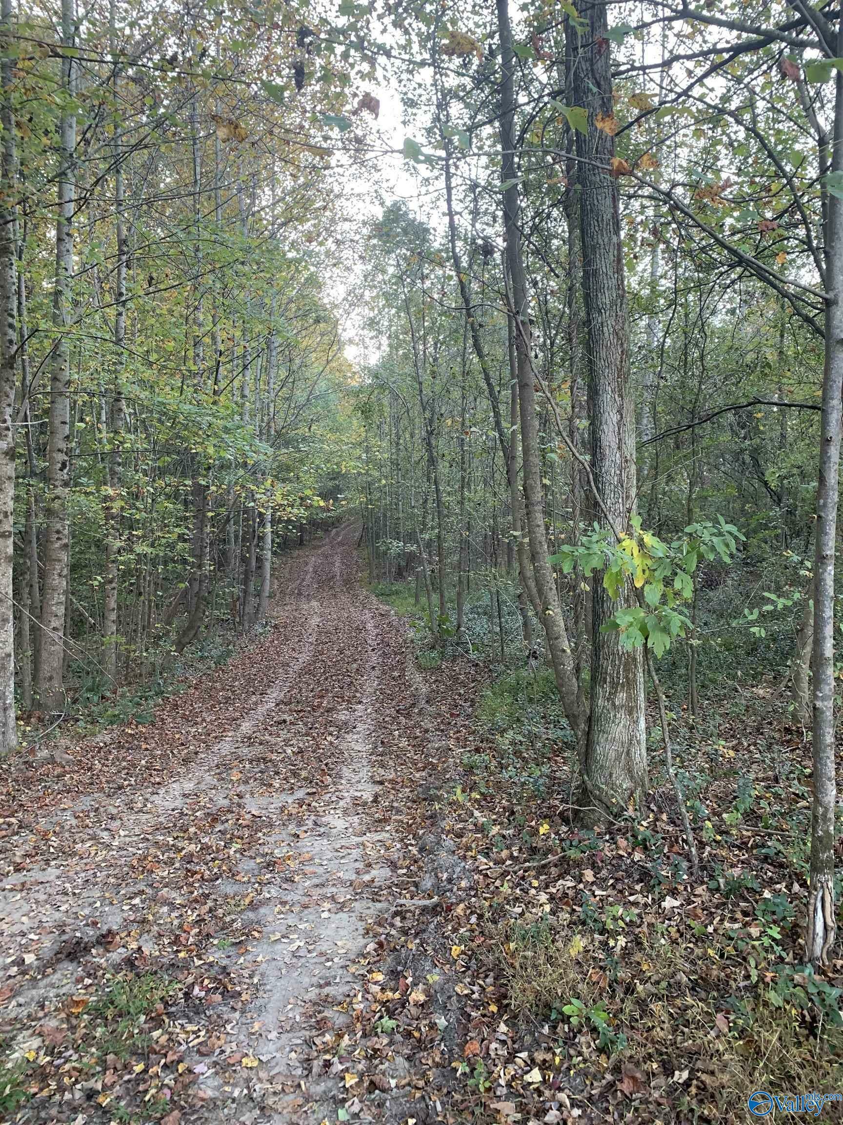 Property Photo:  7.72 Acres County Road 724  AL 35958 