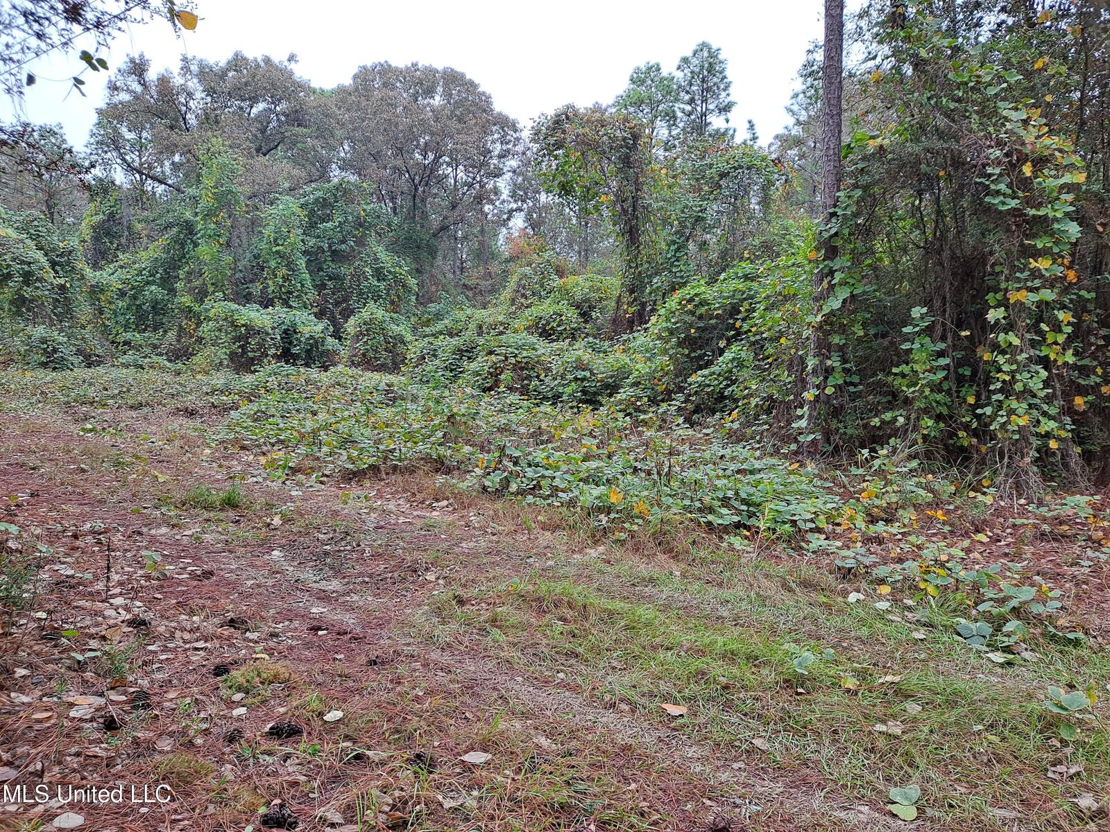 Property Photo:  1.1 Acres Hwy 612  MS 39452 