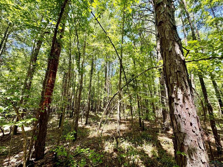 Tbd Cr 4335  Bivins TX 75555 photo