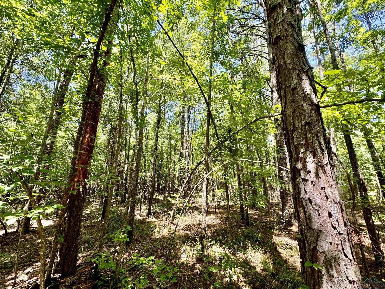 Property Photo:  Tbd Cr 4335  TX 75555 