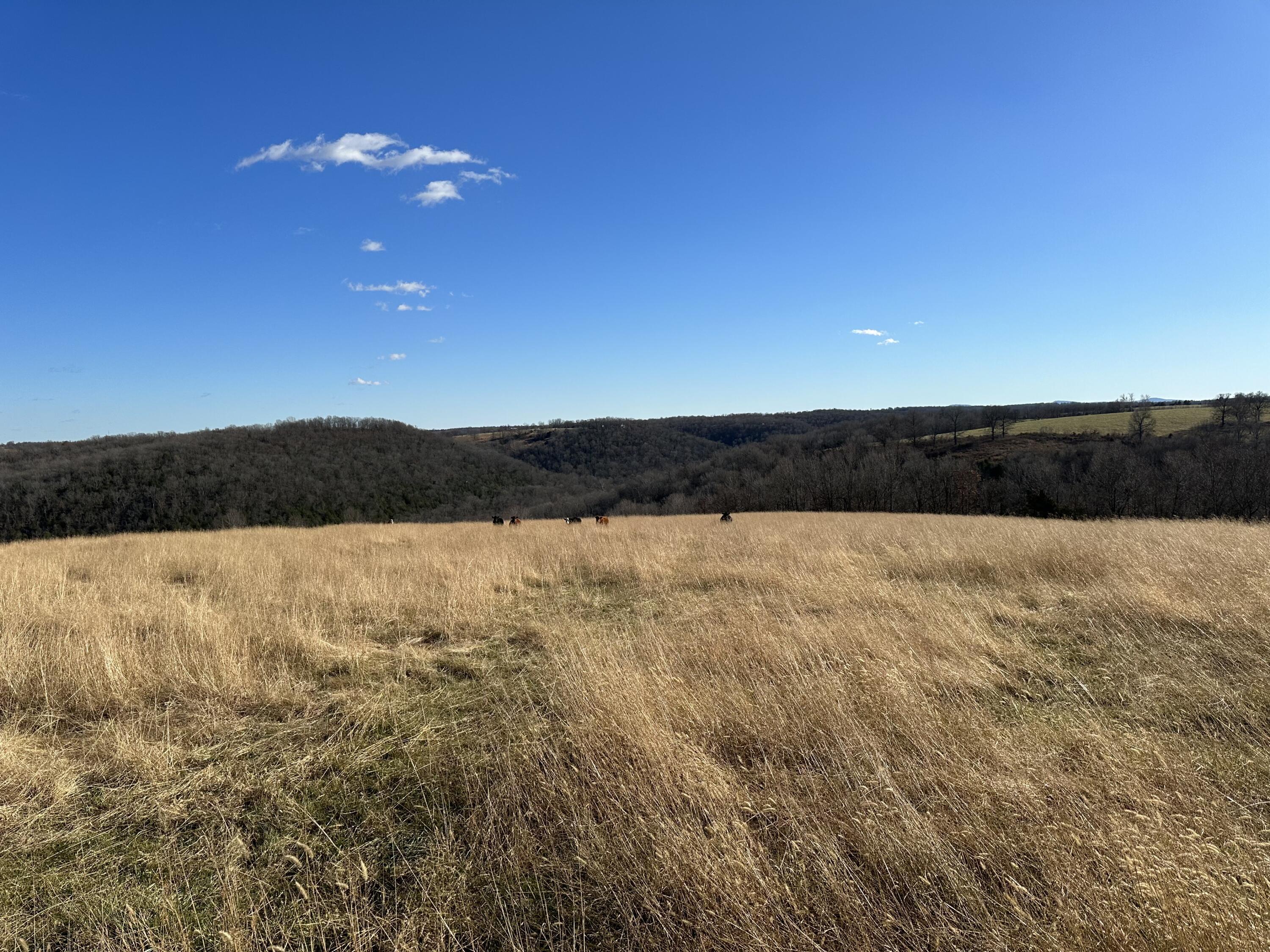 Property Photo:  Mill Hollow Road  AR 72601 