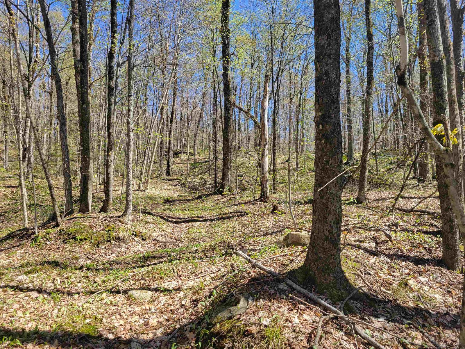 Property Photo:  Lot 120 Beartown Road  VT 05489 