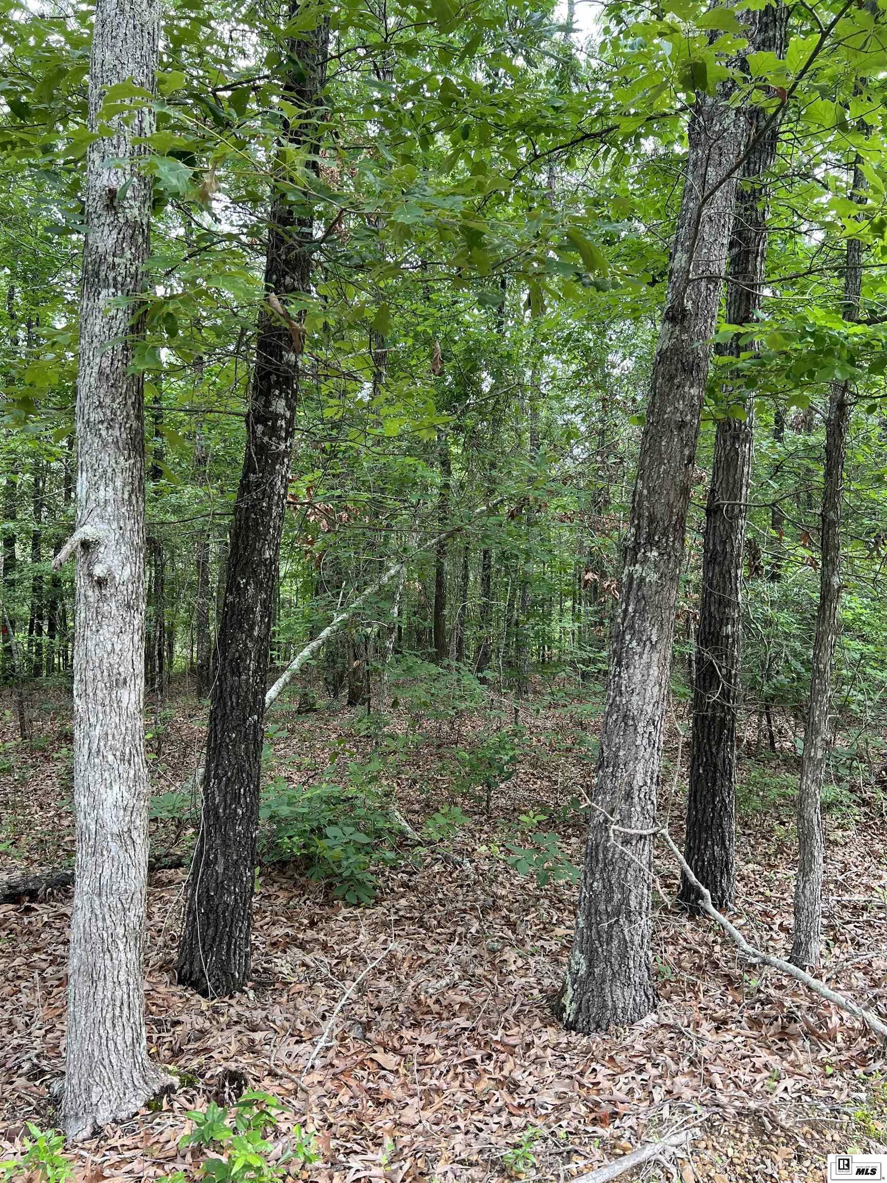 Property Photo: 000 Cut Thru Road LA 71435