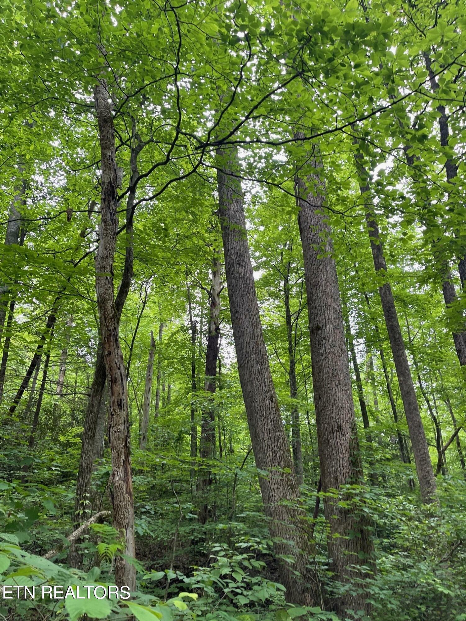 Property Photo:  Lot 2 Old Cades Cove Rd  TN 37882 