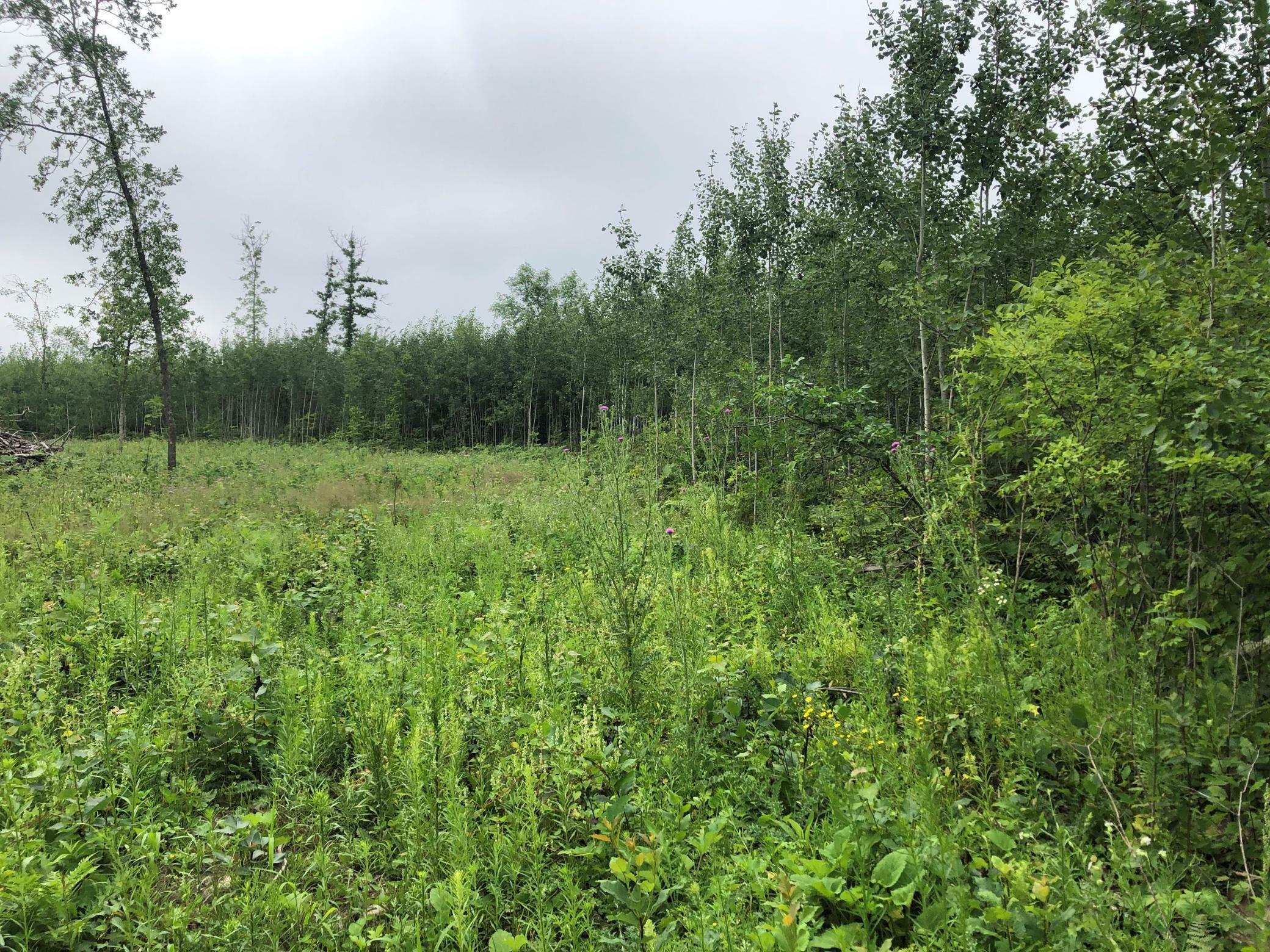 Property Photo:  Xxx 560th Ave  MN 56464 