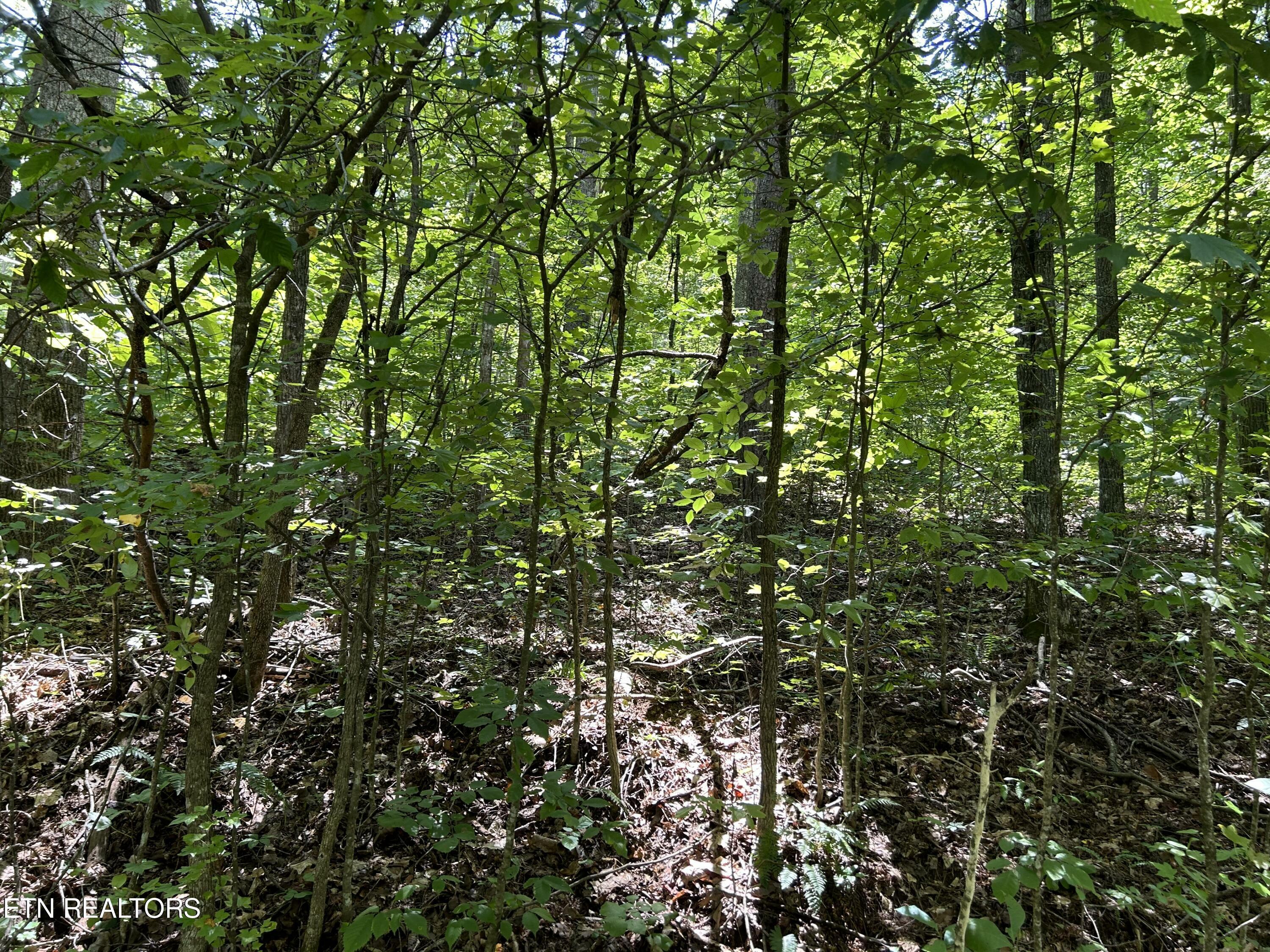 Property Photo:  Pearl Lot 5 Lane  TN 37807 