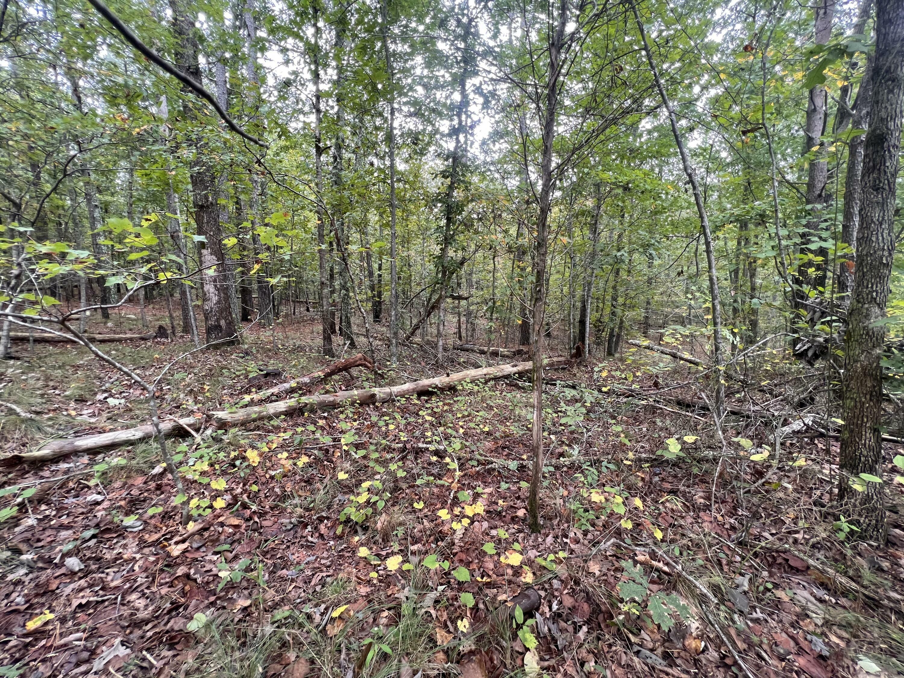 Property Photo:  00 County Road  AL 35984 