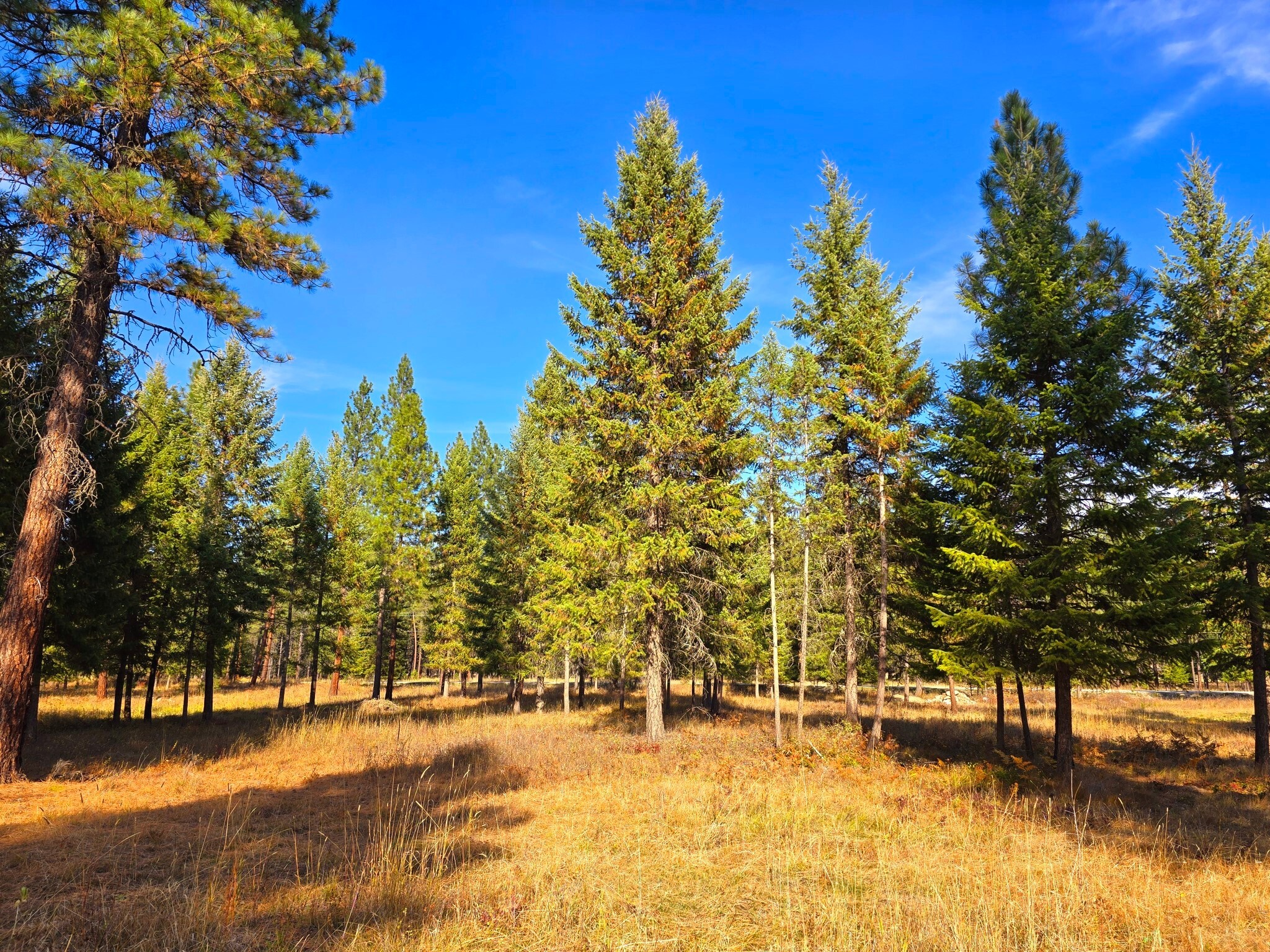 Property Photo:  19 Faro Lane  MT 59874 