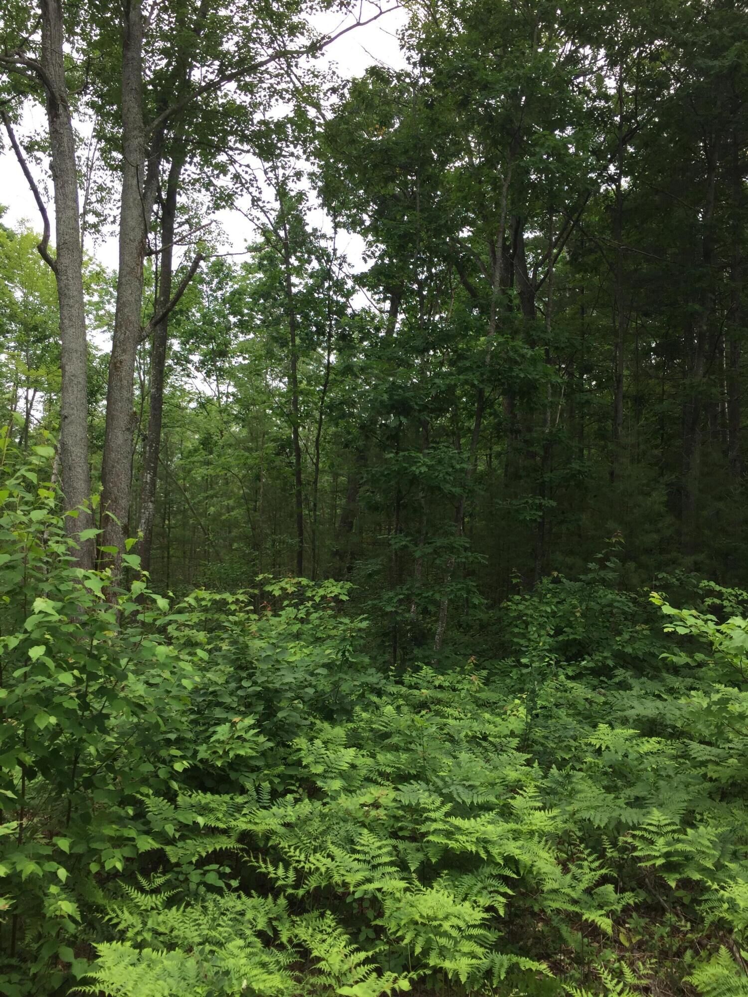 Property Photo: Dodge Lk Road MI 49735