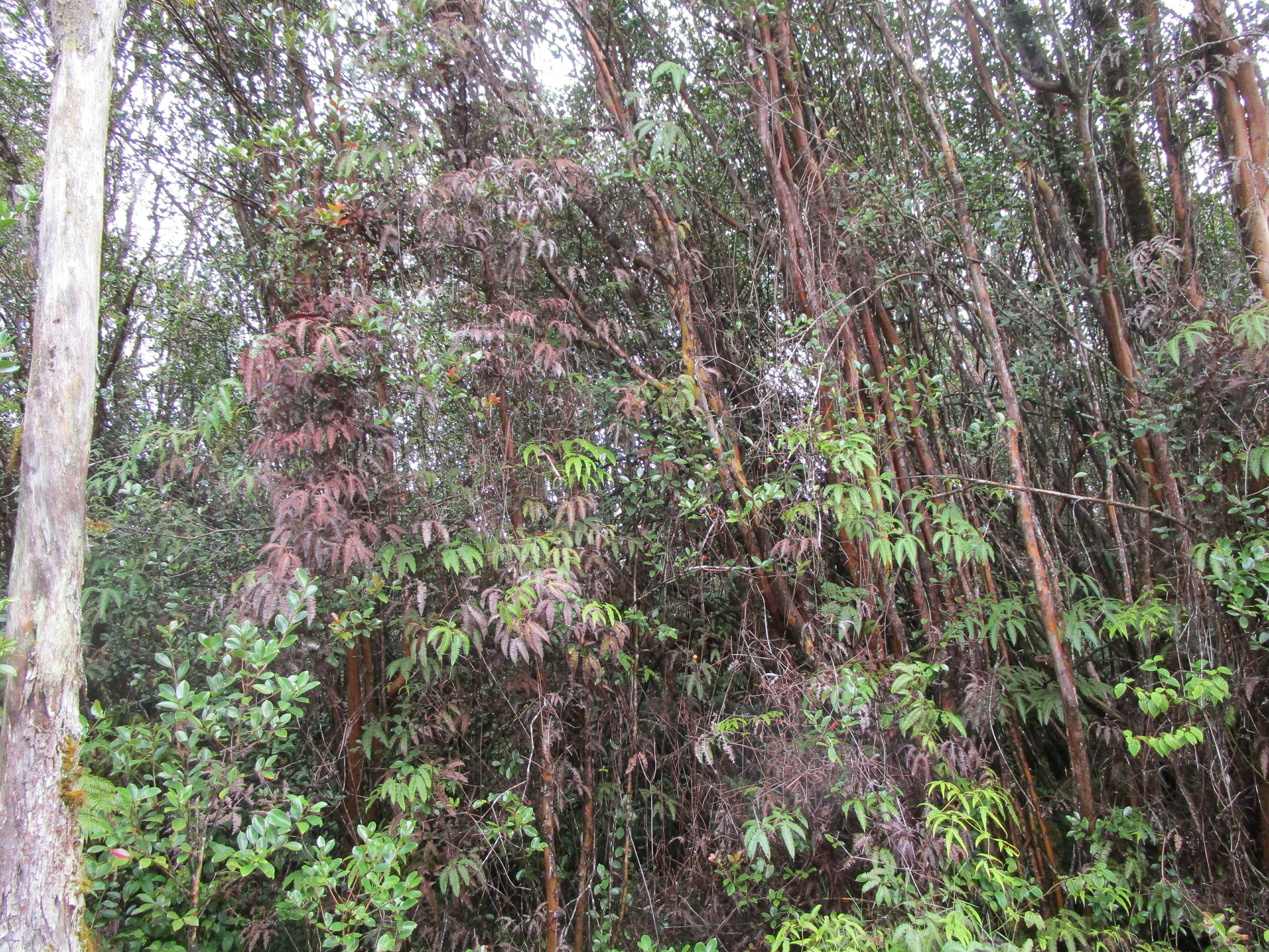 Lehuanani St  Volcano HI 96785 photo