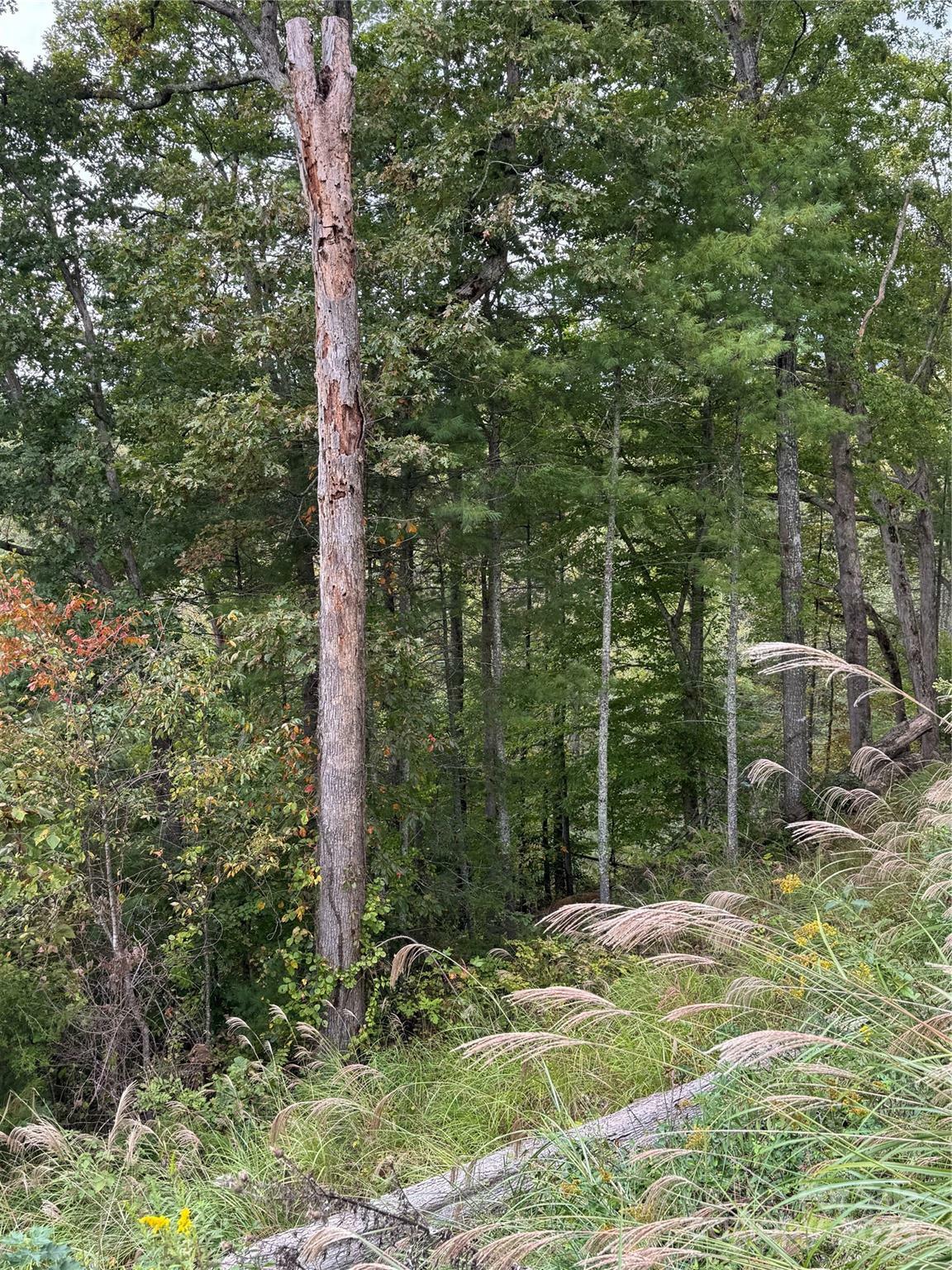 Property Photo: 9999 Tree Top Lane NC 28753