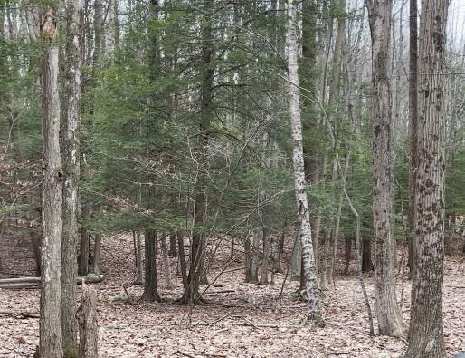 Property Photo:  153 Pine Tree Drive Lot 305  PA 18326 