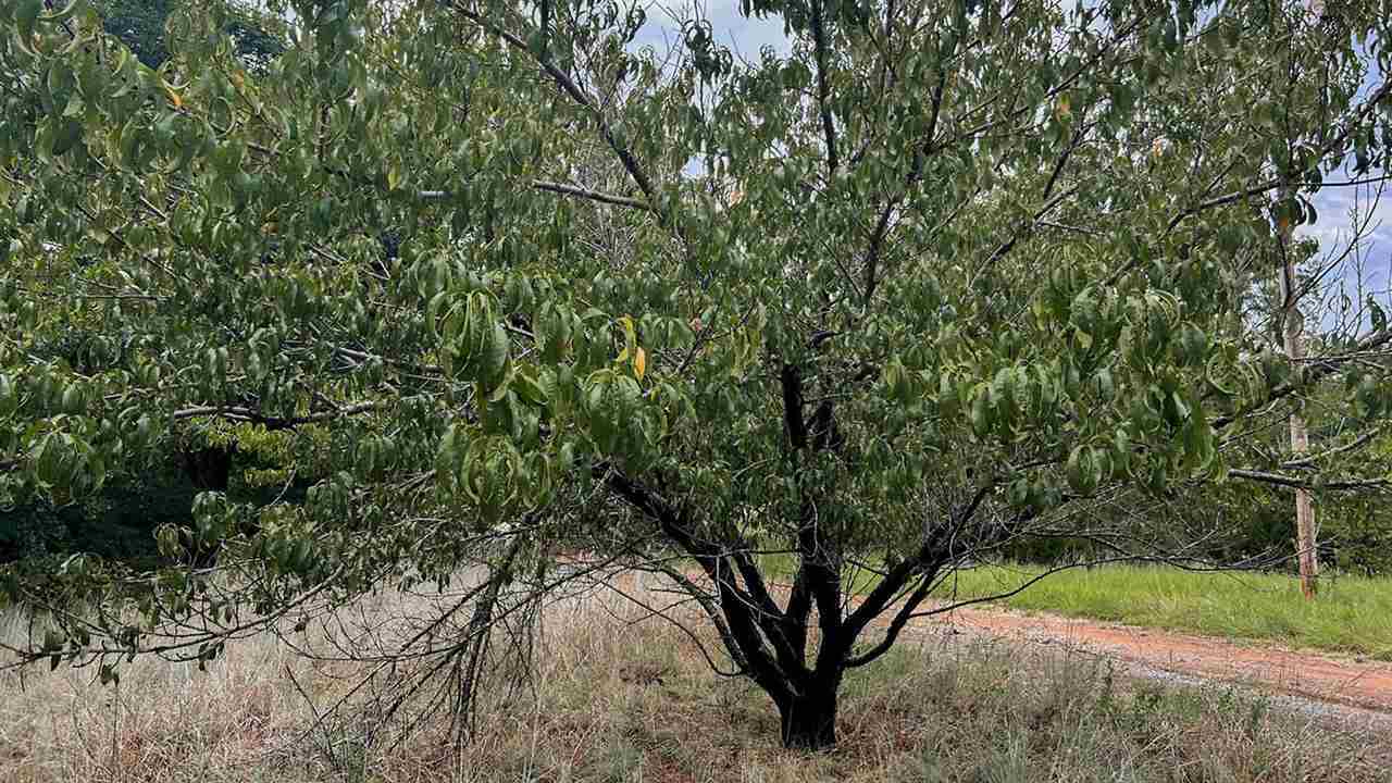 Property Photo: 21966 NE Carlson Rd. Tbd Carlson Rd OK 73507-5844