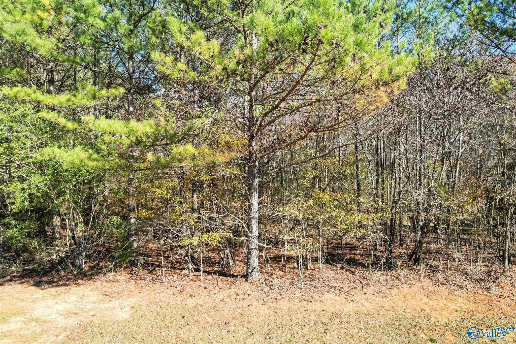 Property Photo:  Lot 1 Poplar Drive  AL 35620 