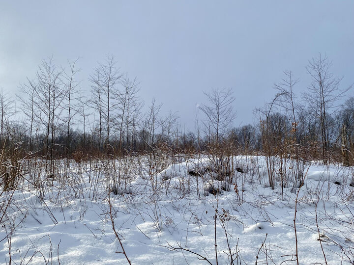 Property Photo: 15.6 Acres Kassuba Road MI 49735