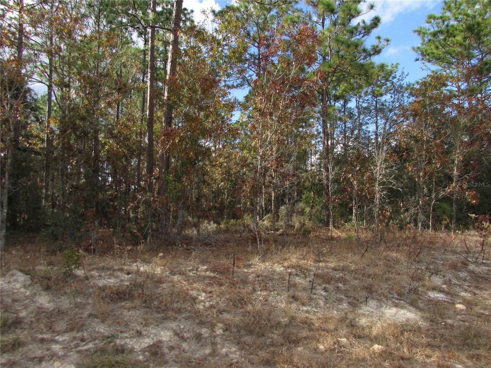 Property Photo:  Lot 5 &Amp 6 SW 168 Circle  FL 34481 