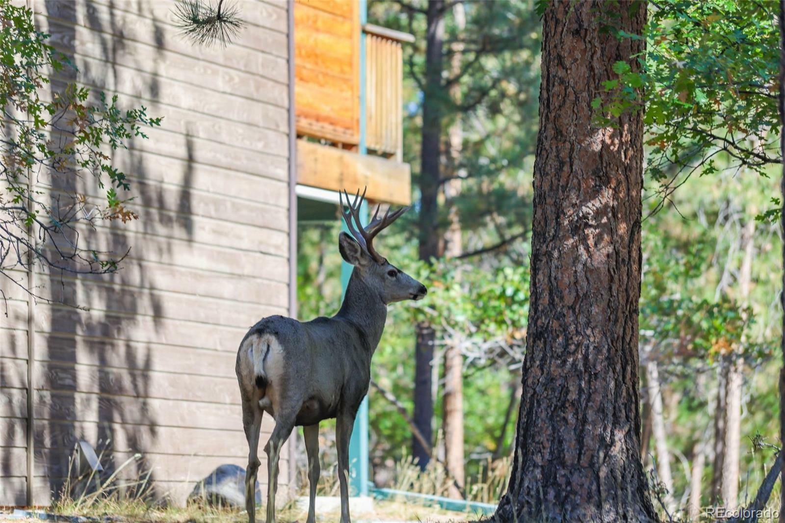 Property Photo: 1065 Independence Drive CO 80118
