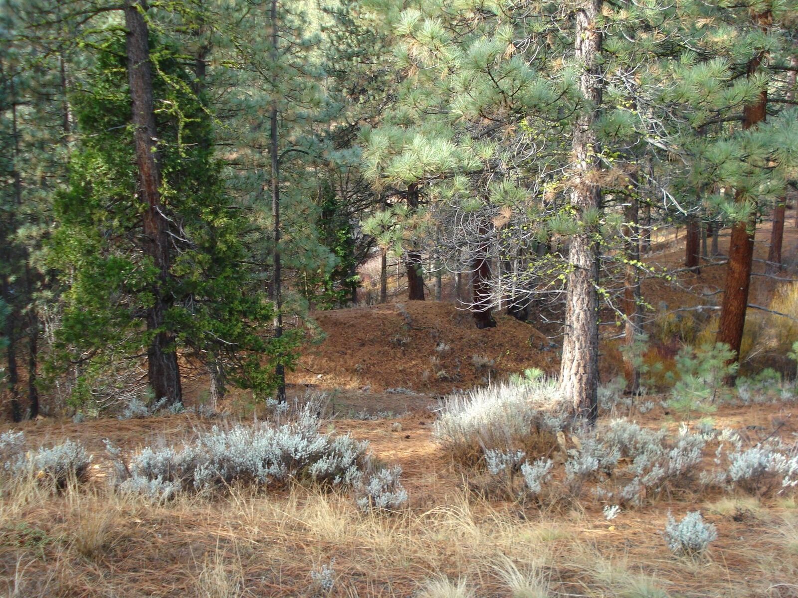 Property Photo:  199 Big Grizzly Road  CA 96122 