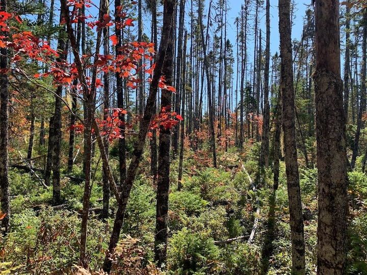 Property Photo:  Lot 3 Pleasant River Preserve  NS B0T 1X0 
