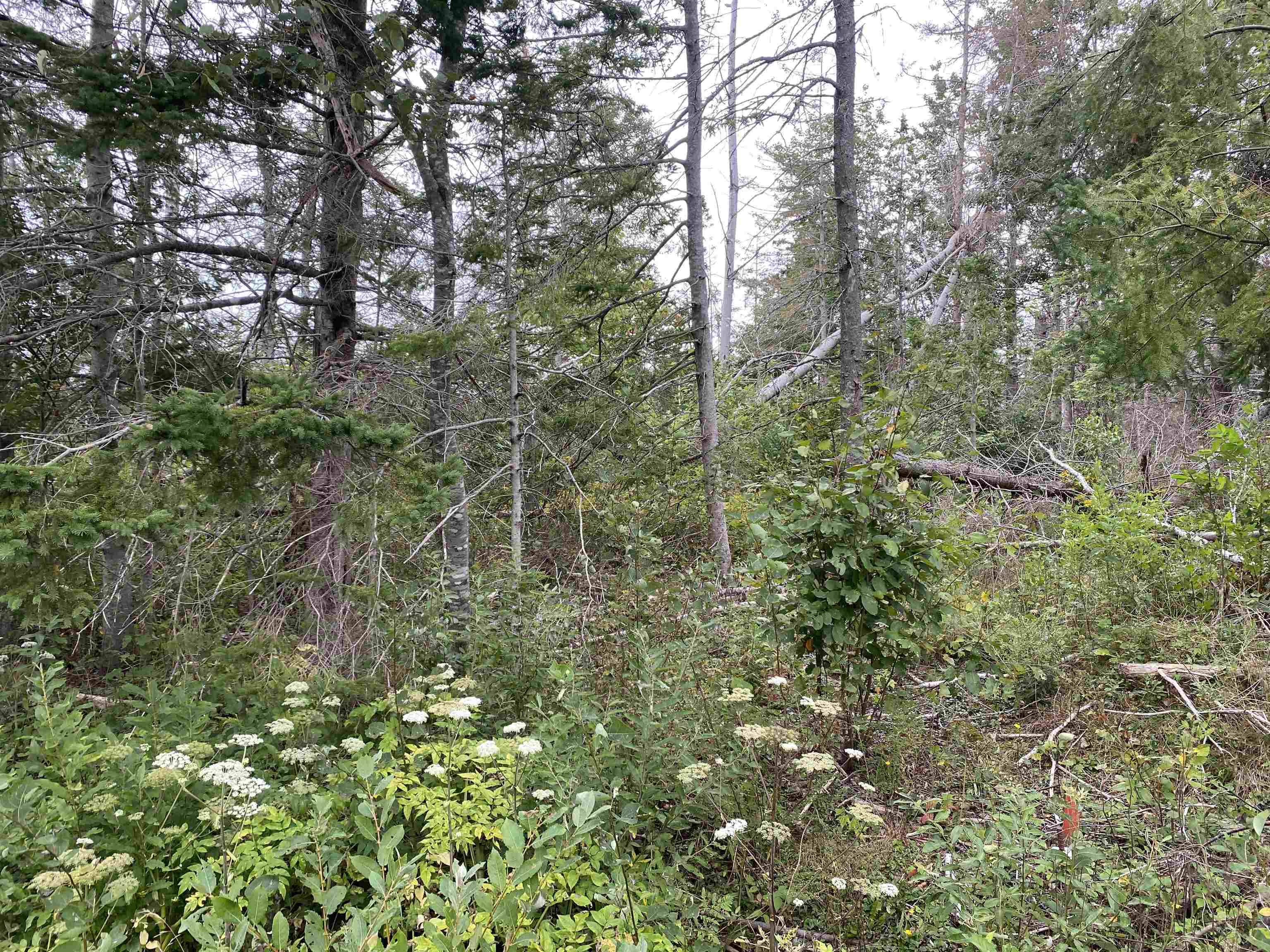 Photo de la propriété: Lot 11 Floating Bridge Road PE C0A 1W0