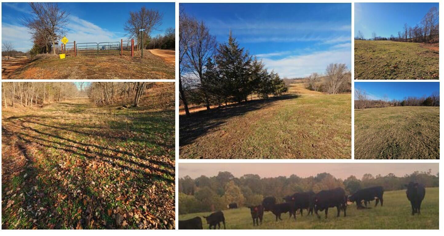 29.62 Acre Low Gap Road  Noel MO 64854 photo