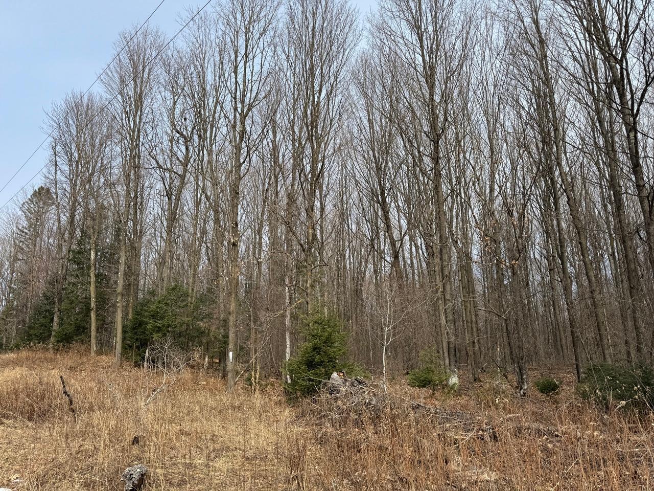 Property Photo: Parcel A Private Rd WI 54547